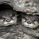 Two otters, presumably hiding from the rival otter army pillaging their little otter castle.